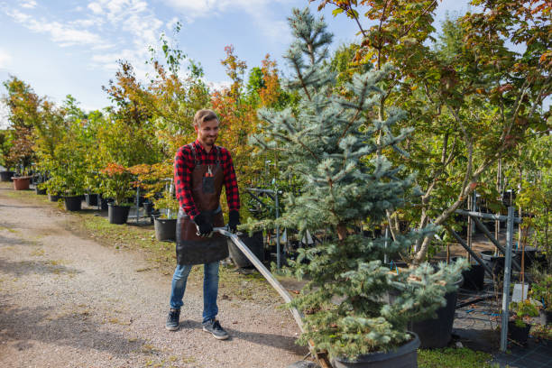 Best Professional Tree Care  in Dulles Town Center, VA